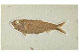 Detailed Fossil Fish (Knightia) - Wyoming #227442-1